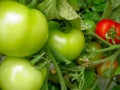 Unripe Tomato Plant Royalty Free Stock Photo