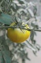 Unripe tomato on plant Royalty Free Stock Photo