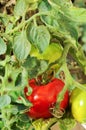 Unripe tomatoes Royalty Free Stock Photo