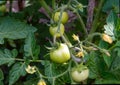 Unripe tomatoes fruit on green stems.