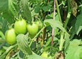 Unripe Tomatoes