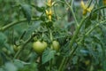 Unripe tomatoes growing on the garden bed. Fresh vegetables in the greenhouse on a branch with the green fruits. The shrub