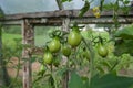 Unripe tomatoes Royalty Free Stock Photo