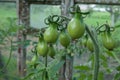 Unripe tomatoes Royalty Free Stock Photo