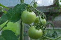 Unripe tomatoes Royalty Free Stock Photo