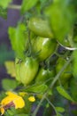 Not ready bunches of tomatoes Solanum lycopersicum in the greenhouse