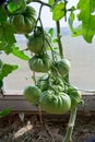 Unripe tomatoes in the vegetable summer garden. Royalty Free Stock Photo