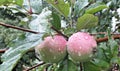 Unripe apples on a branch with leaves