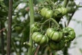 Unripe vegetables. Green tomatoes on branch in greenhouse, close-up, selective focus. Growing organic vegetables Royalty Free Stock Photo