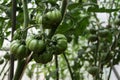 Unripe vegetables. Green tomatoes on branch in greenhouse, close-up, selective focus. Growing organic nightshade plants Royalty Free Stock Photo