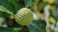 A unripe Vinerid fruit still green and firm its surface adorned with tiny ly bumps. One can almost imagine the tartness