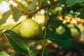 Unripe walnut fruit in green husk in orchard