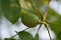 Unripe walnut (Juglans regia) Royalty Free Stock Photo