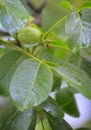 Unripe walnut and walnut tree Juglans regia Royalty Free Stock Photo