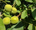 Unripe walnuts among the foliage, selective focus Royalty Free Stock Photo