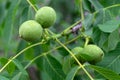 Unripe walnuts with green leaves on tree
