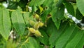 Unripe walnuts growing on the Japanese walnut tree. Royalty Free Stock Photo