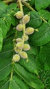 Unripe walnuts growing on the Japanese walnut tree. Royalty Free Stock Photo