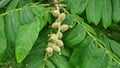 Unripe walnuts growing on the Japanese walnut tree.