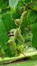 Unripe walnuts growing on the Japanese walnut tree. Royalty Free Stock Photo