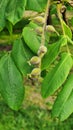 Unripe walnuts growing on the Japanese walnut tree.