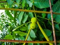 Unripe walnuts growing on a tree behind fence