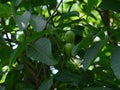 Unripe walnuts growing on a walnut tree