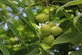 Unripe walnuts hang on a branch of Walnut tree. Green leaves and raw fruits in young green shell of Juglans regia Royalty Free Stock Photo