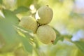 Unripe walnuts (Juglans regia) Royalty Free Stock Photo