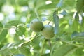 Unripe walnuts (Juglans regia) Royalty Free Stock Photo