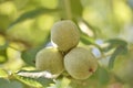 Unripe walnuts (Juglans regia) Royalty Free Stock Photo
