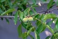 Unripe walnuts on the tree Royalty Free Stock Photo