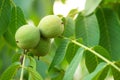 Unripe walnuts on the tree Royalty Free Stock Photo