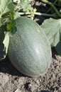 Unripe water mellon Royalty Free Stock Photo