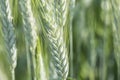 Unripe wheat ears, green field Royalty Free Stock Photo