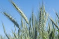 Unripe wheat ears, green field