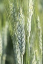 Unripe wheat ears, green field