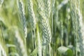 Unripe wheat ears, green field Royalty Free Stock Photo