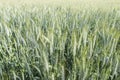 Unripe wheat ears, green field