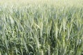 Unripe wheat ears, green field Royalty Free Stock Photo