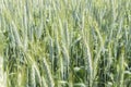 Unripe wheat ears, green field Royalty Free Stock Photo