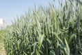 Unripe wheat ears, green field Royalty Free Stock Photo