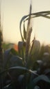 Unripe wheat ears sunset closeup. Vertical view agricultural field on evening. Royalty Free Stock Photo