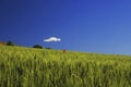 Unripe wheat field Royalty Free Stock Photo