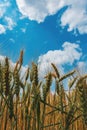Unripe wheat field with beautiful white clouds in background Royalty Free Stock Photo