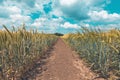 Unripe wheat field with beautiful white clouds in background Royalty Free Stock Photo