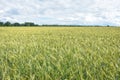 Unripe wheat field, crop field Royalty Free Stock Photo