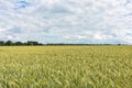 Unripe wheat field, crop field Royalty Free Stock Photo