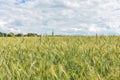 Unripe wheat field, crop field Royalty Free Stock Photo