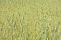 Unripe wheat field, crop field Royalty Free Stock Photo